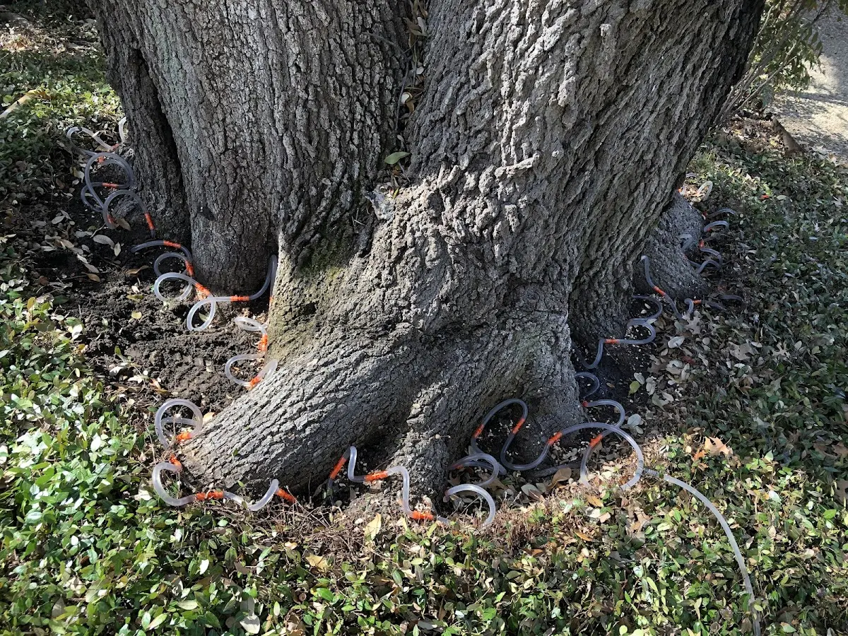 Detailed Tree Cabling and Bracing job site in New River